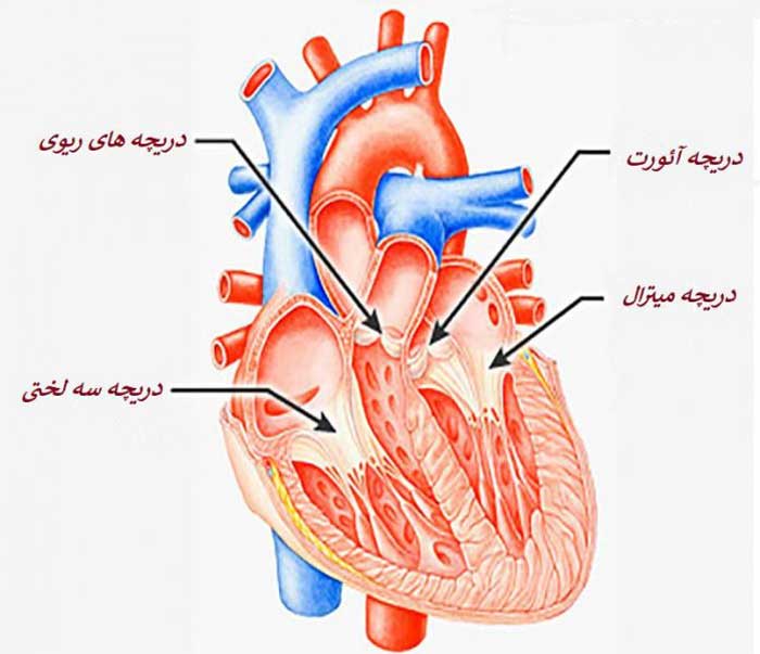 Aortic-valve-ghalb-negar.jpg